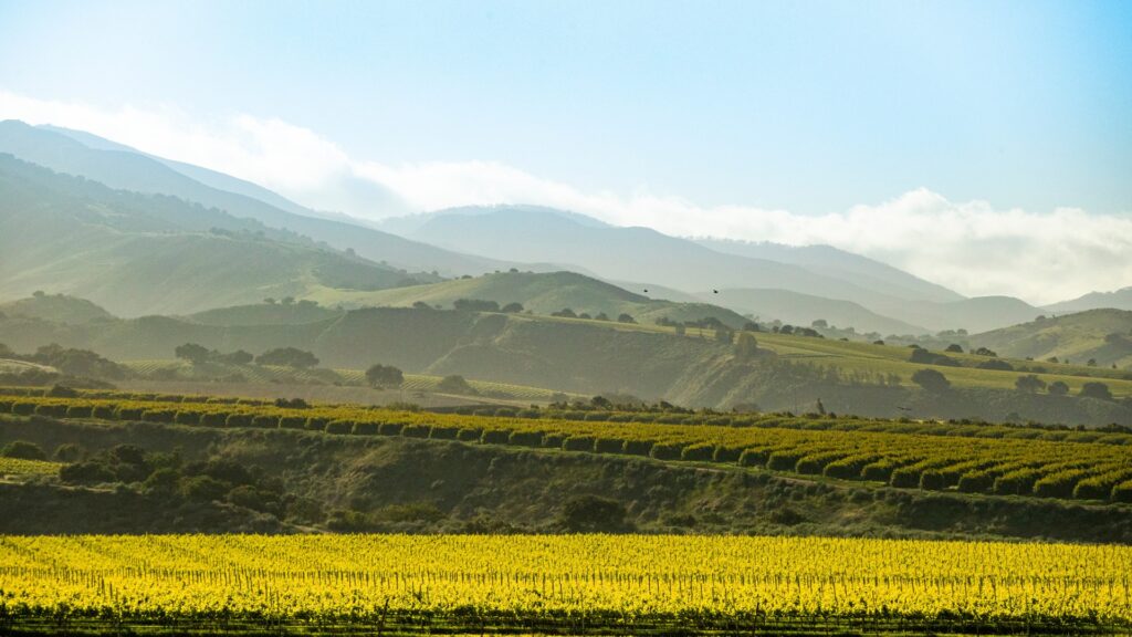 Home Vineyard Background 1 1024x576